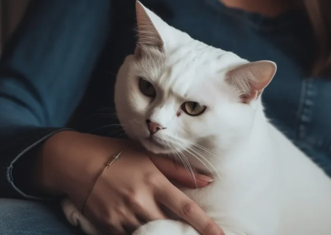 Hunde Krematorium Berlin