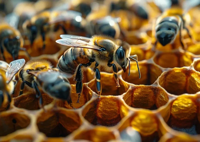 Matki pszczele zarodowe