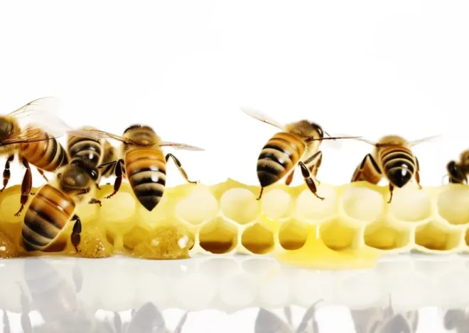 Na co jest miód akacjowy?