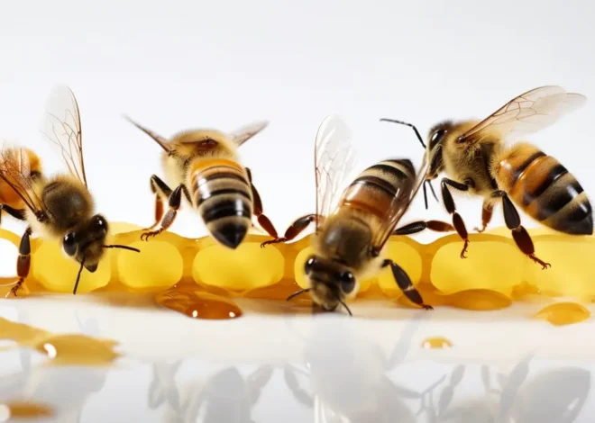 Niezwykła słodycz miodu wrzosowego