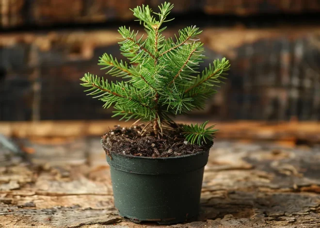 Jak zrobić piękny ogród?