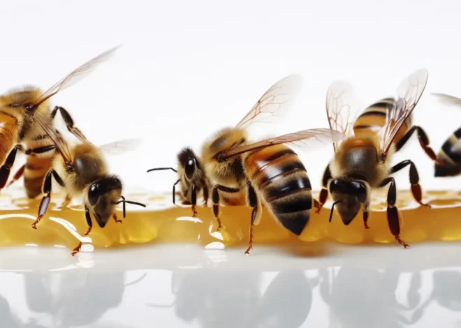 Miód akacjowy jak wygląda?